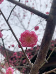 梅花