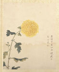 临蒋廷锡花卉图册