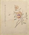 临蒋廷锡花卉图册