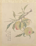 临蒋廷锡花卉图册