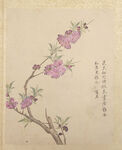 临蒋廷锡花卉图册