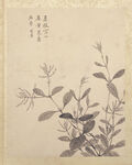 临蒋廷锡花卉图册