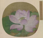 宋 出水芙蓉图