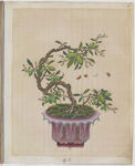 盆景花鸟图册