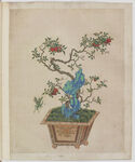 盆景花鸟图册
