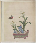 盆景花鸟图册