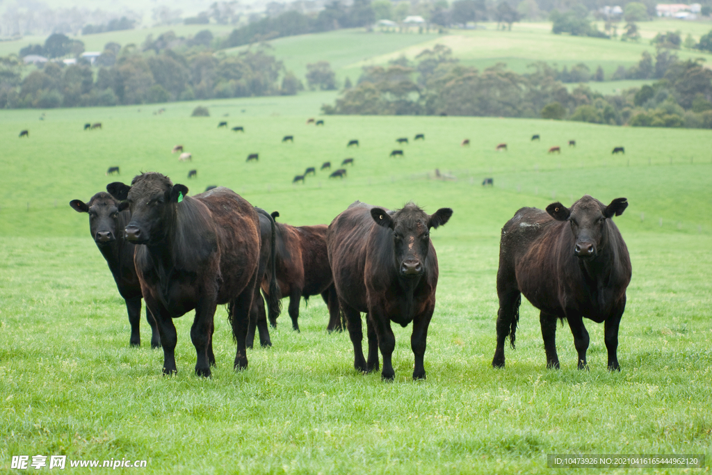 草地上的一群黑牛