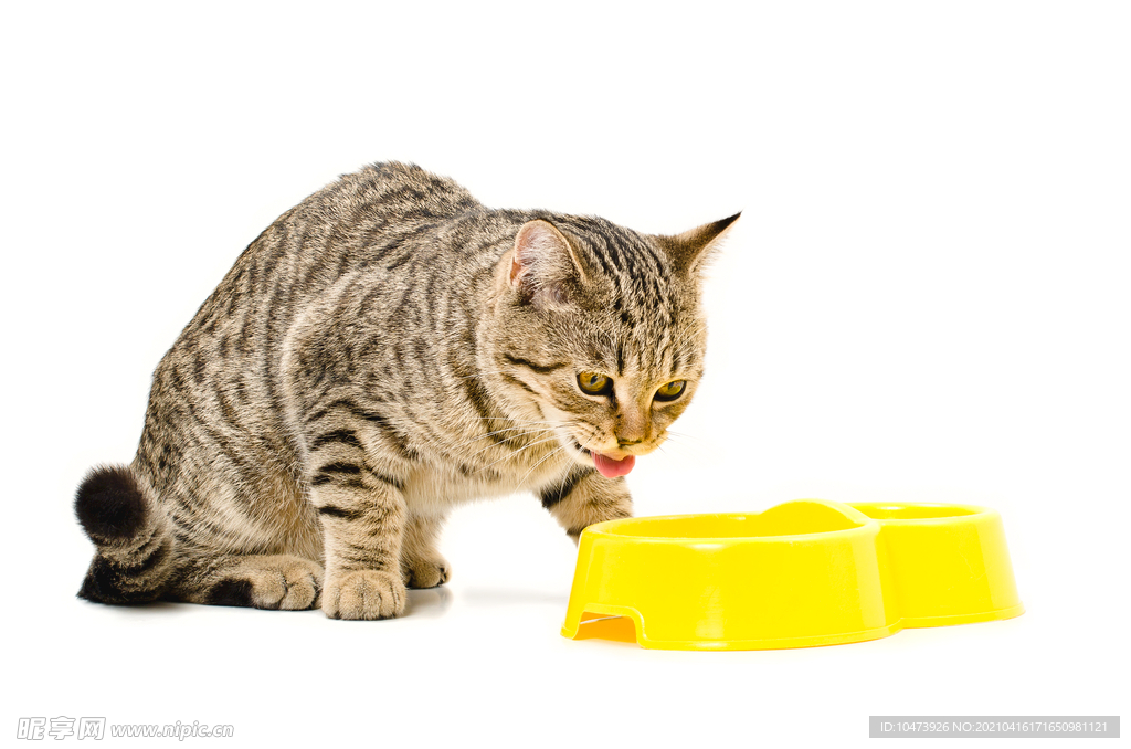 吃食的小花猫