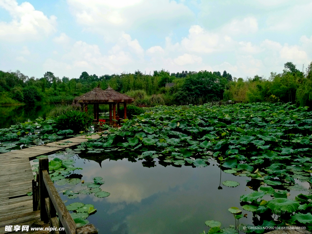 白鹭溪湿地荷花塘风景