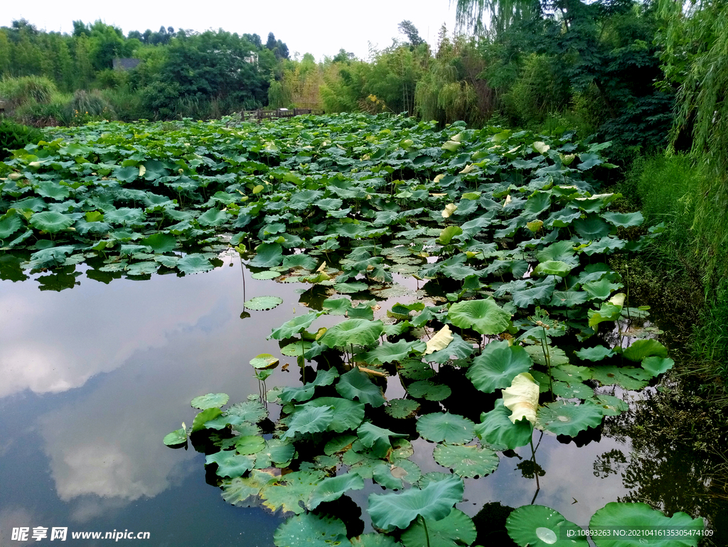 白鹭溪湿地荷花池风景