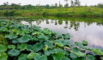 白鹭溪湿地荷花池风景