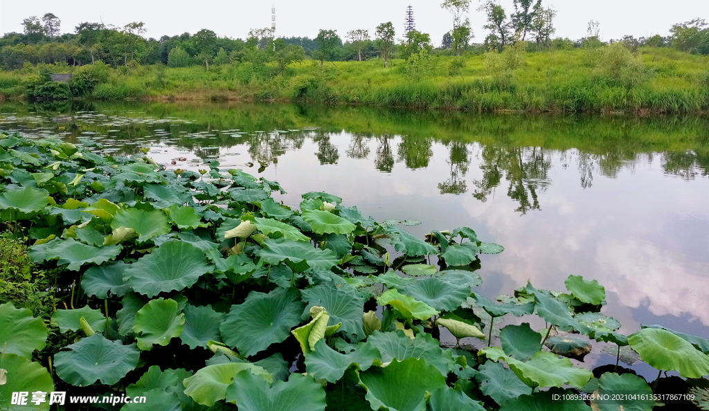 白鹭溪湿地荷花池风景