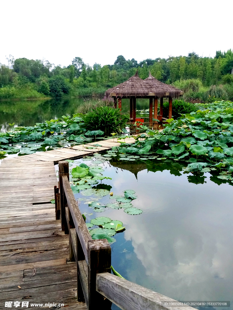 白鹭溪湿地荷花塘风景