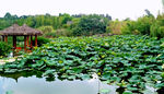 白鹭溪湿地荷花池风景
