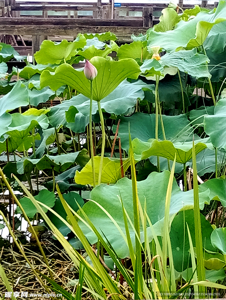 白鹭溪湿地风景