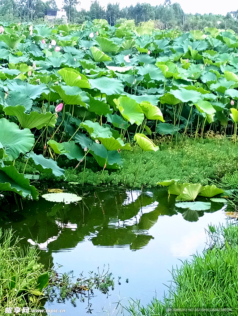 白鹭溪湿地风景