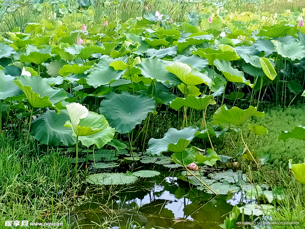 白鹭溪湿地风景