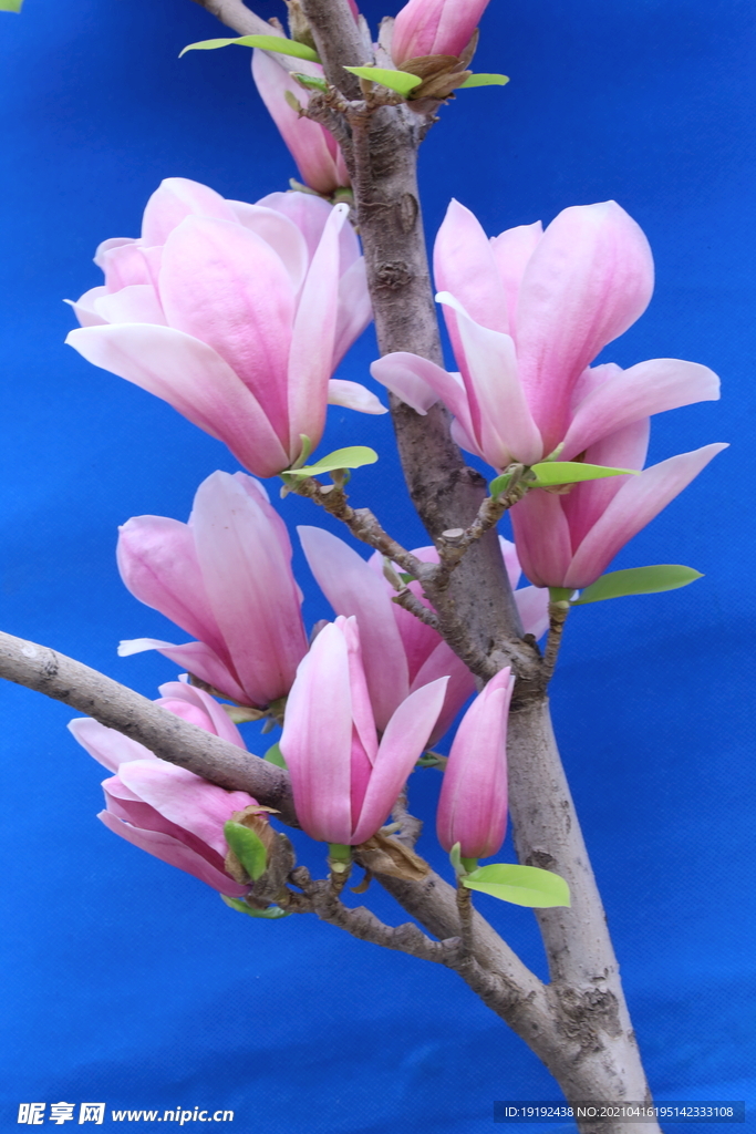 玉兰花