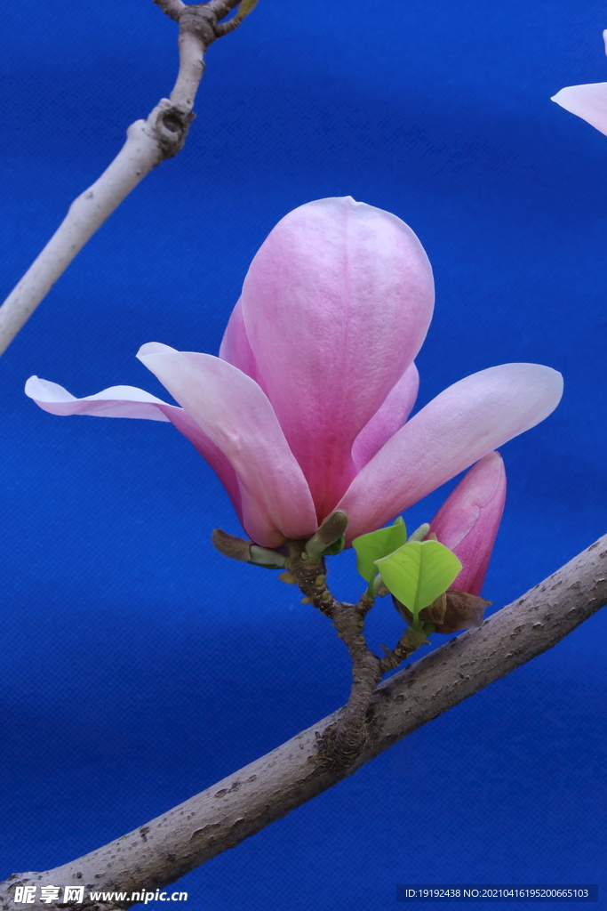 玉兰花