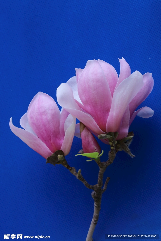 玉兰花