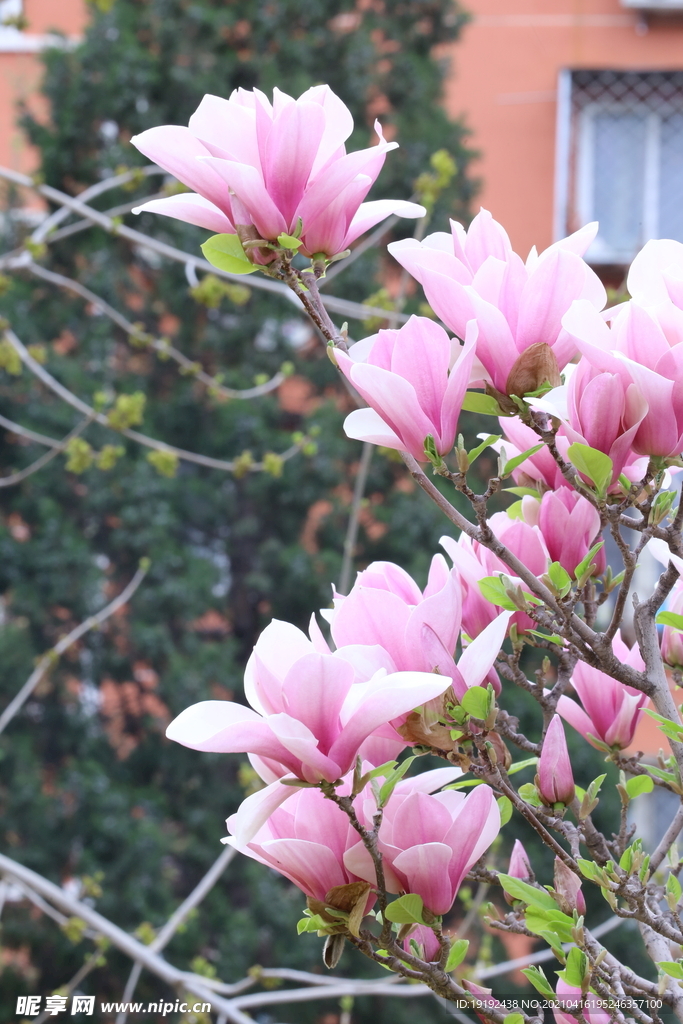玉兰花