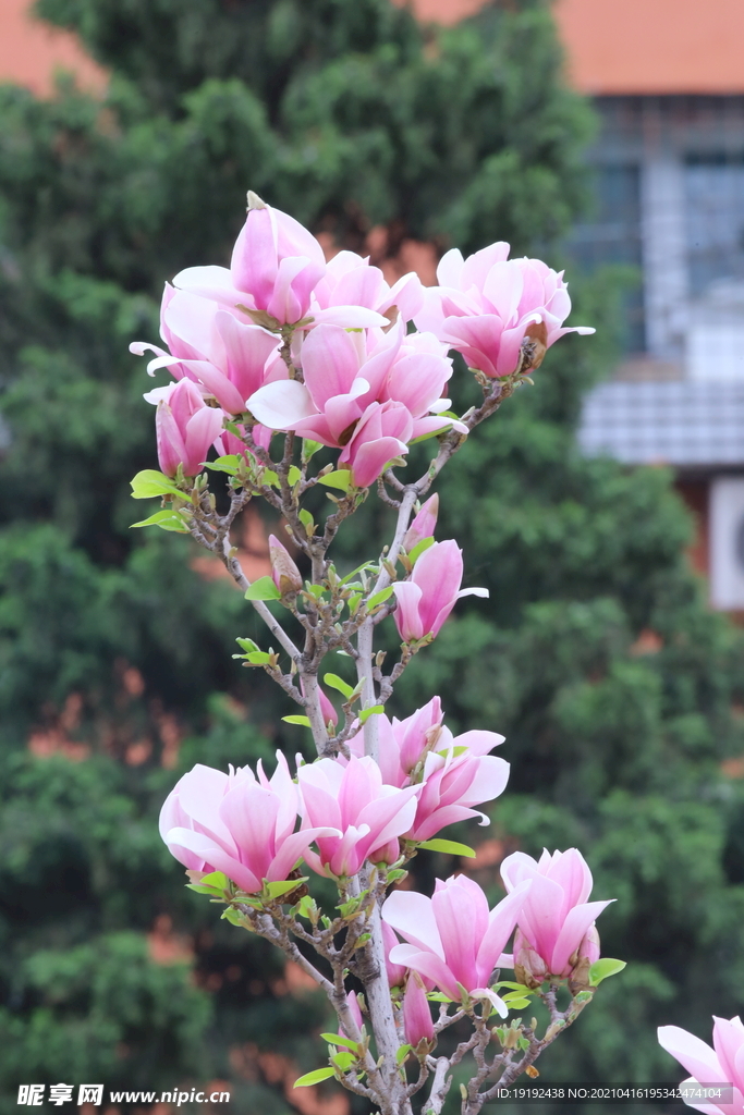 玉兰花