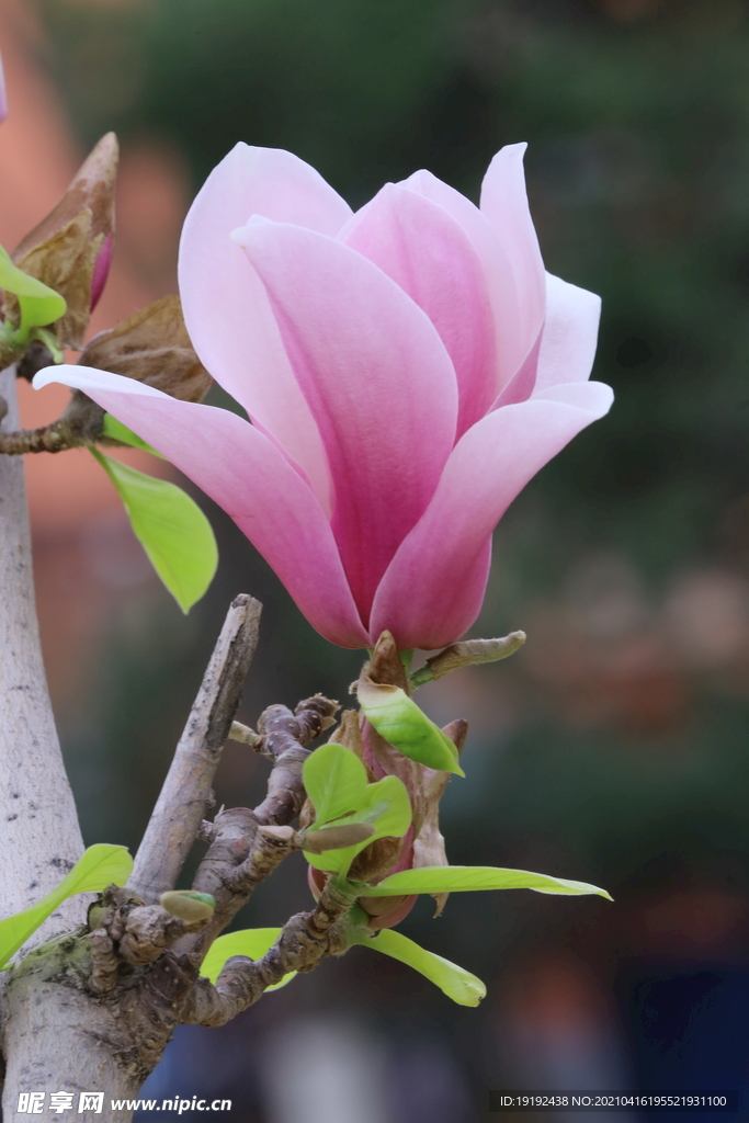 玉兰花
