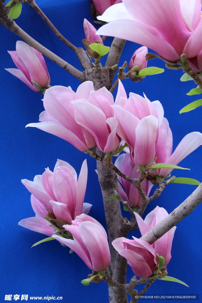 玉兰花