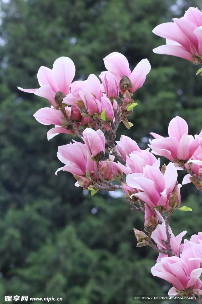 玉兰花