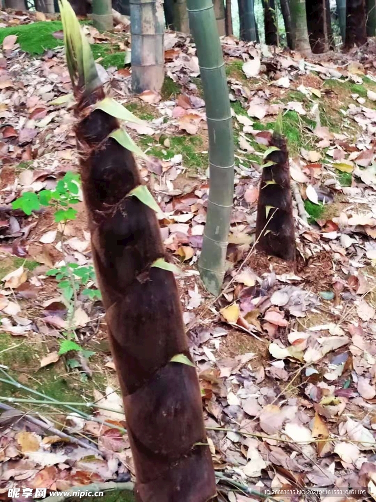 土里冒出了粗毛笋