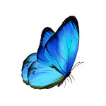 高清飞舞的蓝色蝴蝶