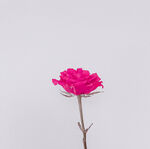 玫瑰花