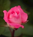 玫瑰花