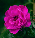 玫瑰花