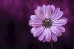单花