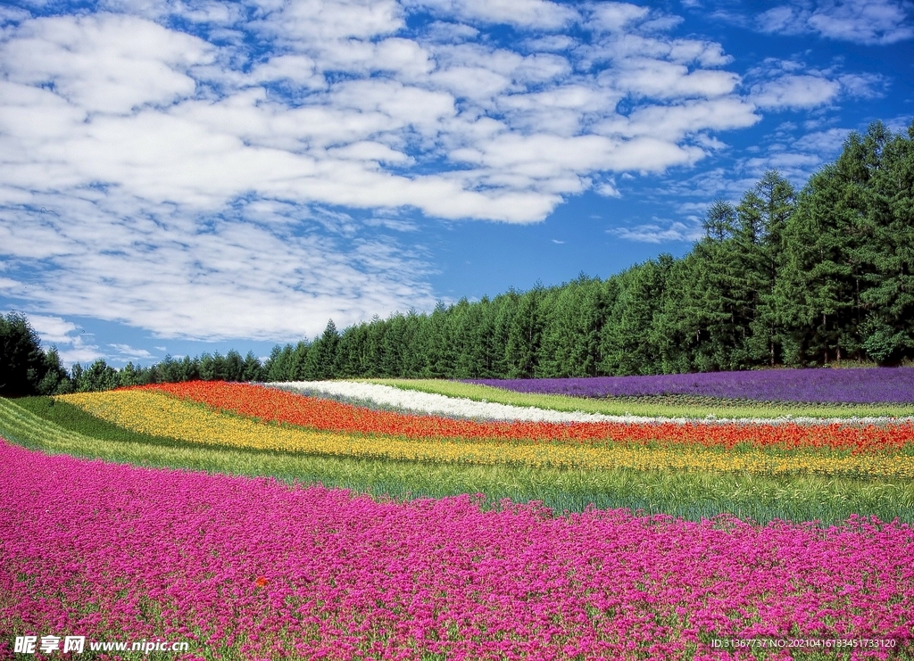 原野