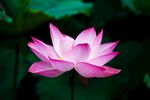 莲花