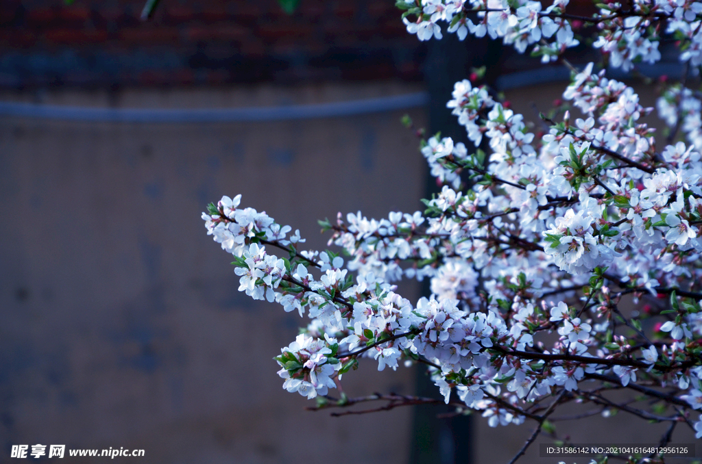 樱桃花