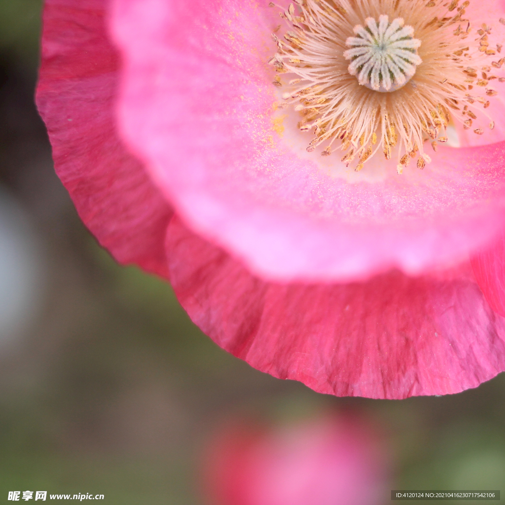 花蕊