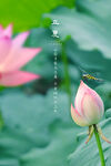 立夏 