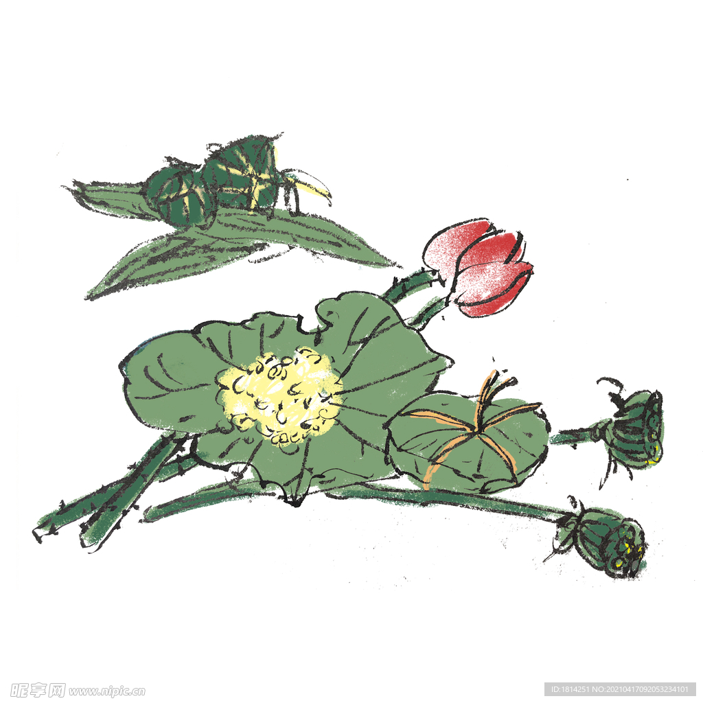 粽子 荷花