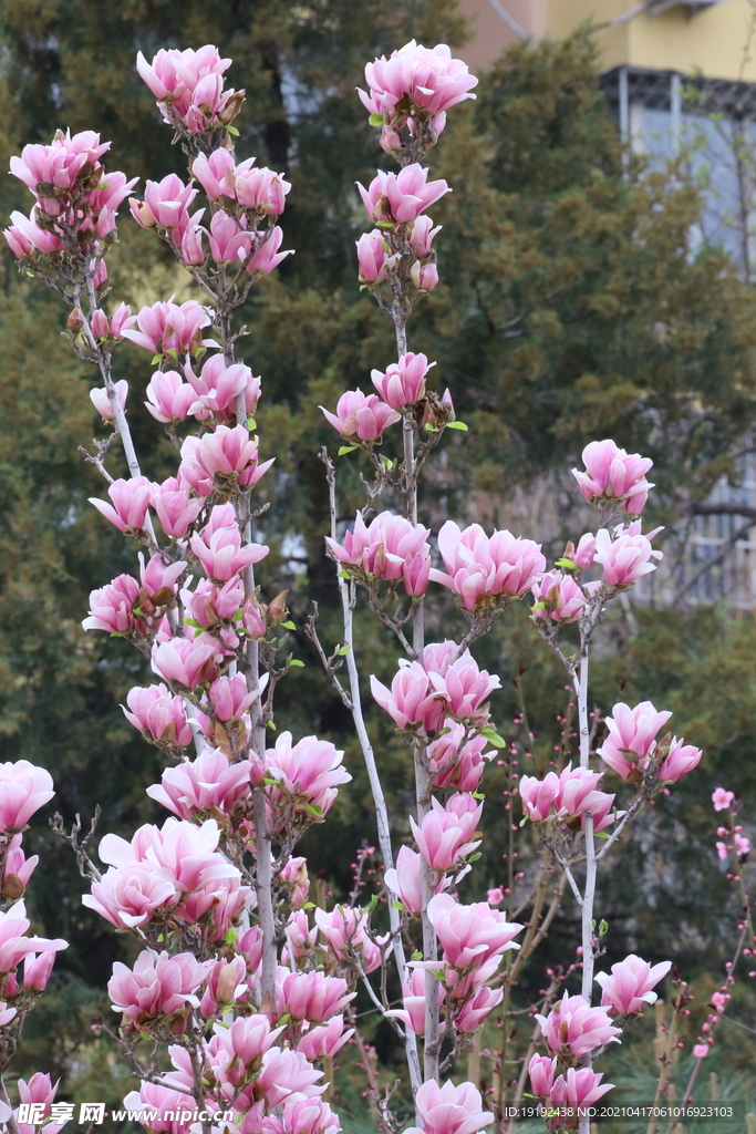 玉兰花