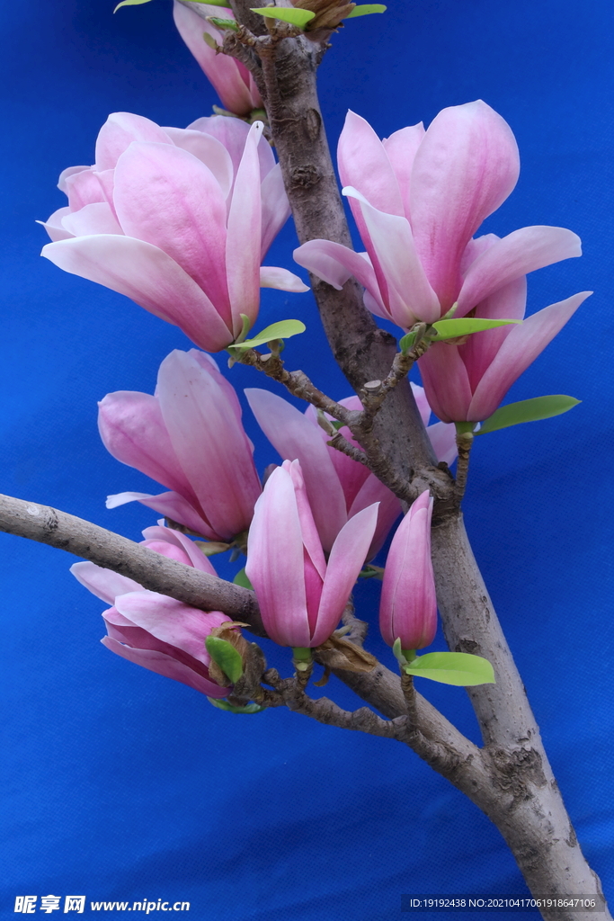 玉兰花