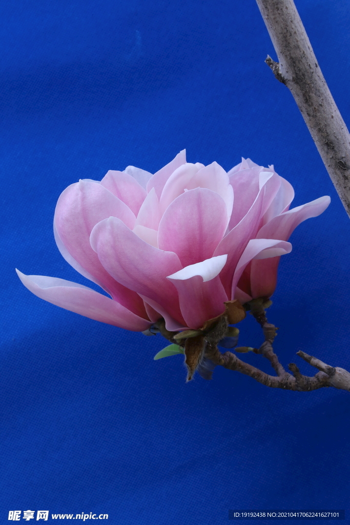 玉兰花