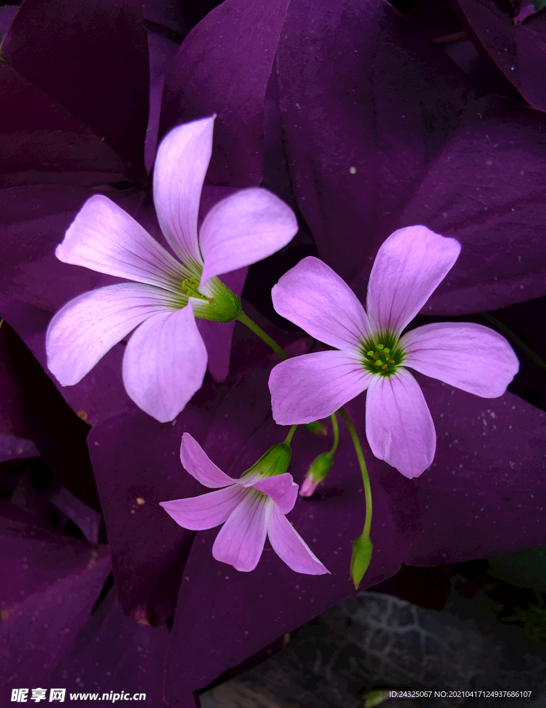 紫叶草