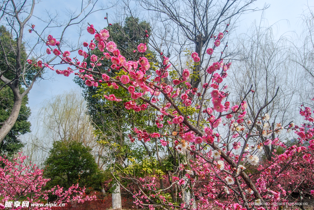 梅花