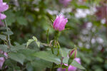 月季花