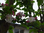 树上花