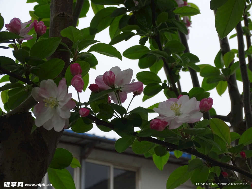 树上花