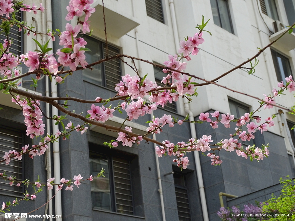 楼房下海棠花